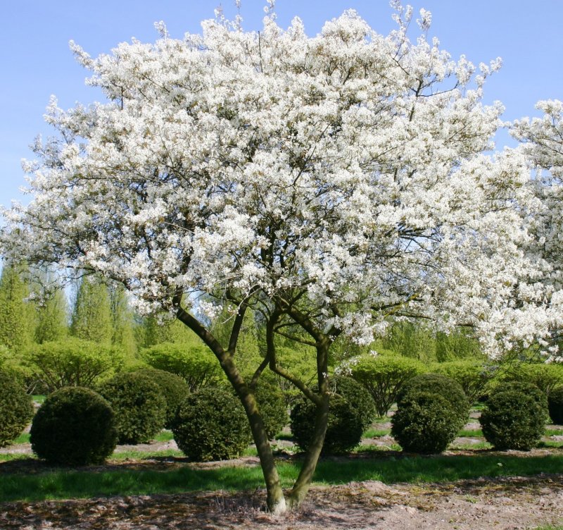 Ирга Ламарка (Amelanchier lamarckii)