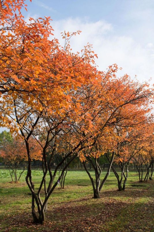 Ирга канадская (Amelanchier canadensis)