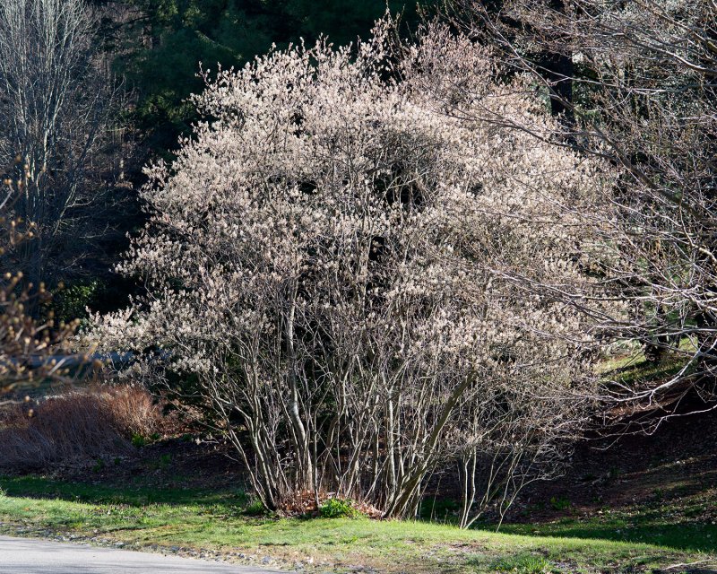 Ирга Ламарка (Amelanchier lamarckii p9)
