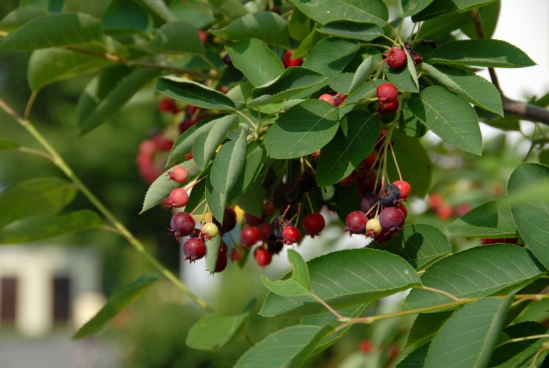Ирга Ламарка (Amelanchier lamarckii)