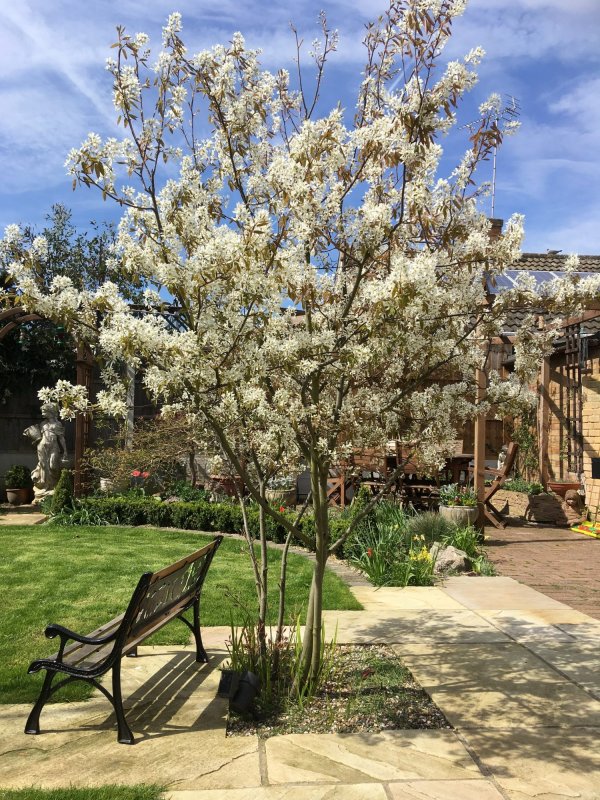 Ирга Ламарка (Amelanchier lamarckii)