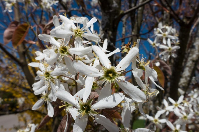 Amelanchier lamarckii ирга канадская