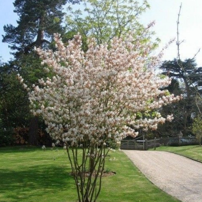 Ирга Ламарка (зонт) - Amelanchier lamarckii