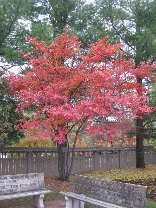 Ирга "Amelanchier lamarckii"