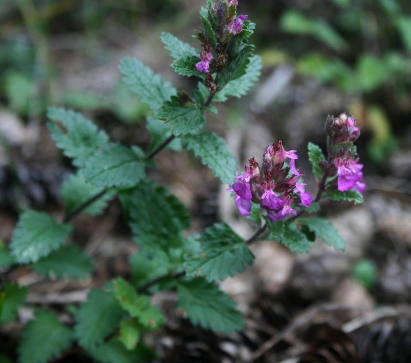 Дубровник обыкновенный Teucrium chamaedrys