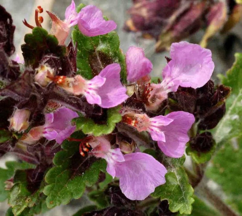 Teucrium lucidrys