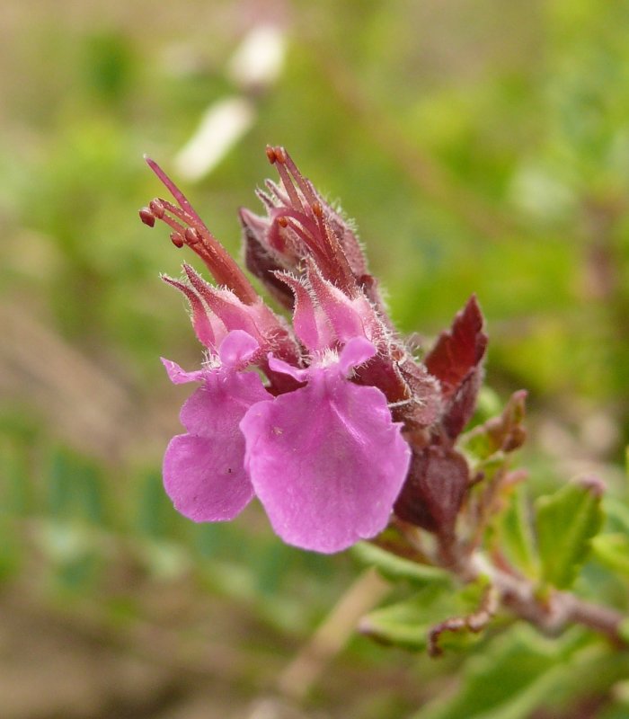 Teucrium - Дубровник chamaedrys