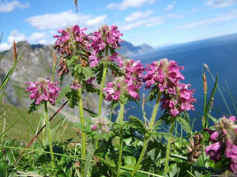 АЙГОГА Ajuga remota Benth (сем. Labiatae)