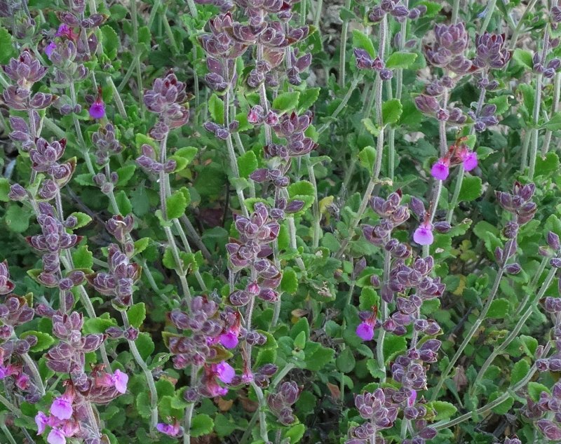 Teucrium lucidrys