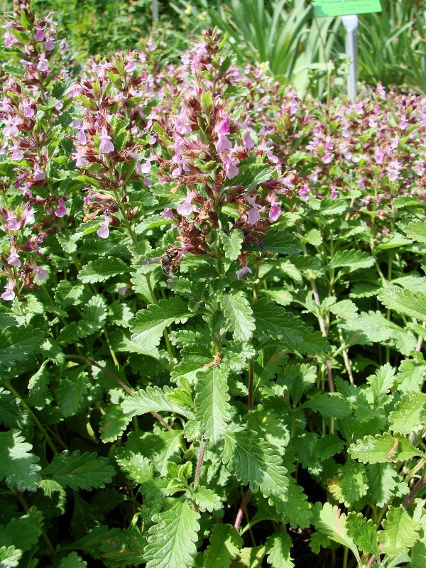 Teucrium - Дубровник chamaedrys
