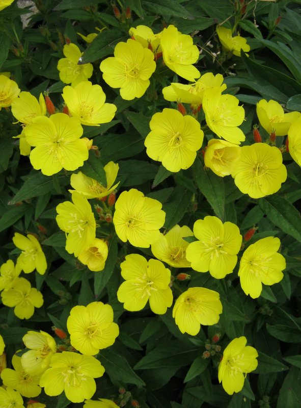Энотера Oenothera speciosa Siskiyou Pink