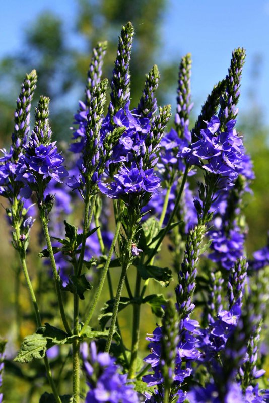 Veronica Teucrium