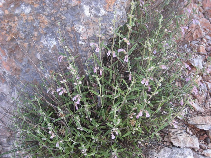 Вероника широколистная Veronica Teucrium