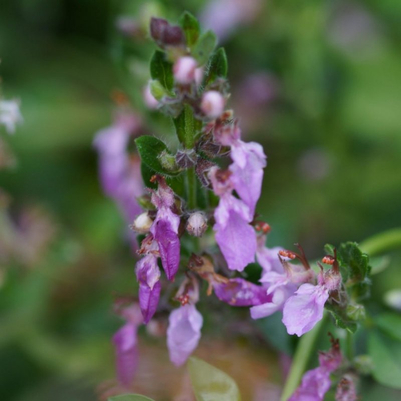 Teucrium - Дубровник chamaedrys