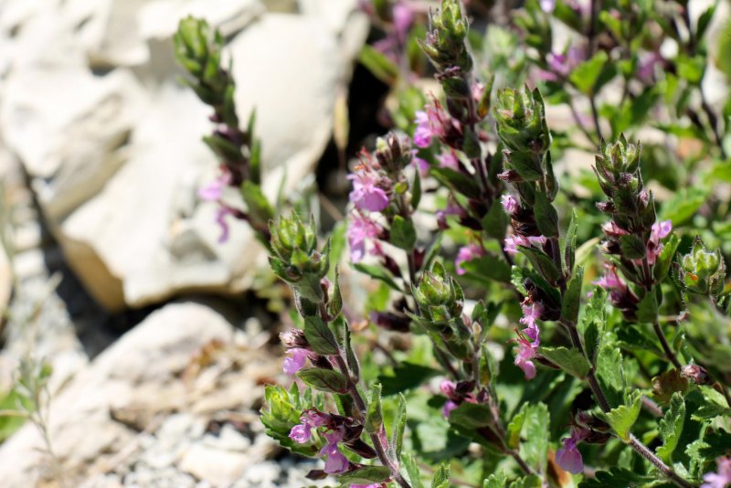 Teucrium fruticans