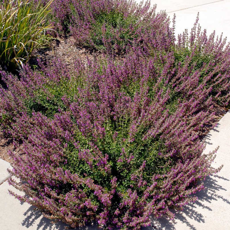 Teucrium - Дубровник chamaedrys