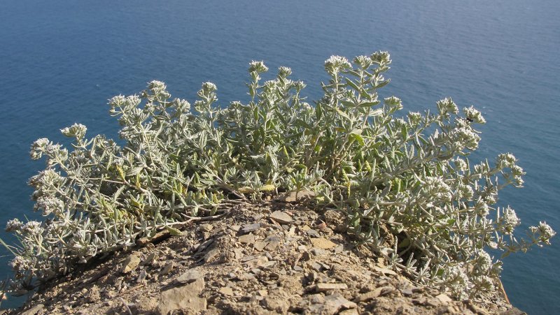 Дубровник горный (Teucrium montanum)