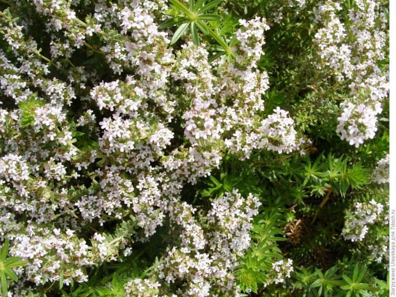 Дубровник обыкновенный Teucrium chamaedrys