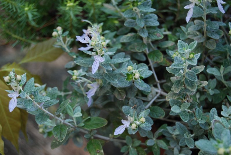 Дубровник Teucrium chamaedrys album