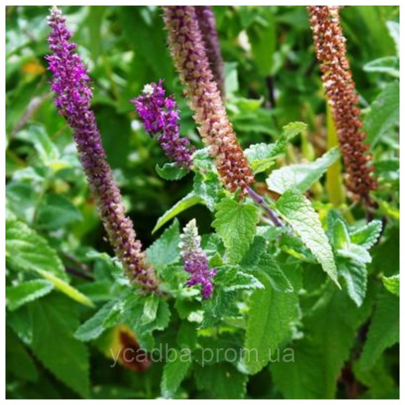 Дубровник обыкновенный Teucrium chamaedrys
