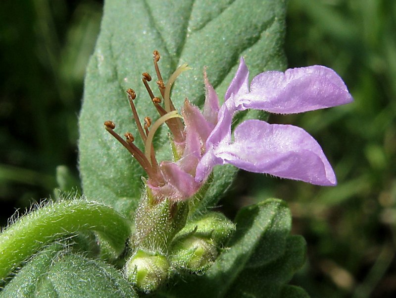 Teucrium fruticans
