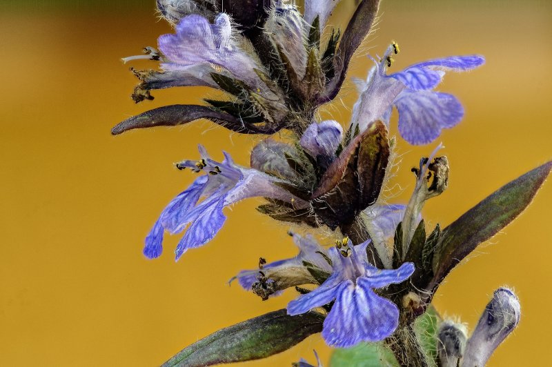 Дубровник Teucrium chamaedrys album