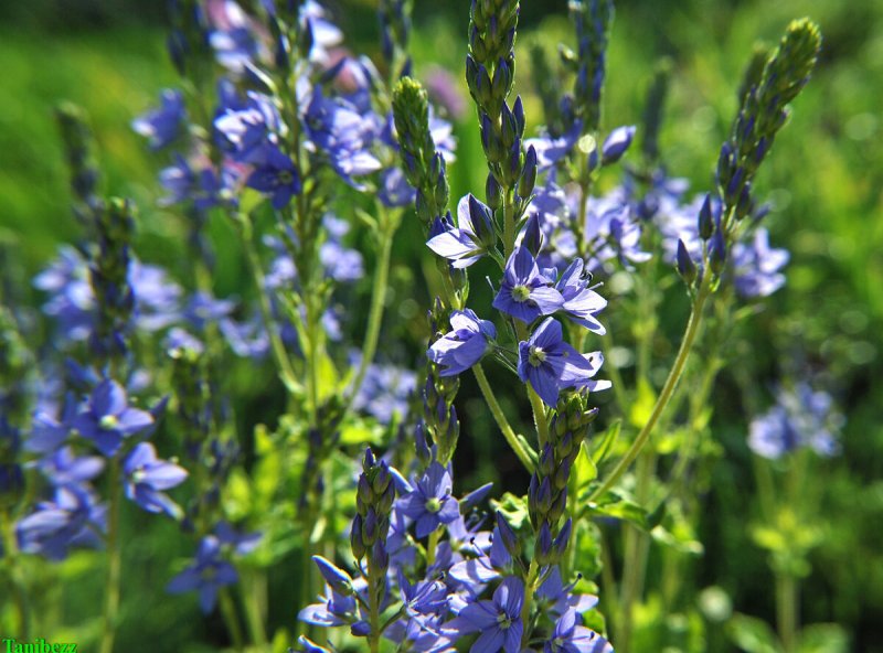Дубровник горный (Teucrium montanum)