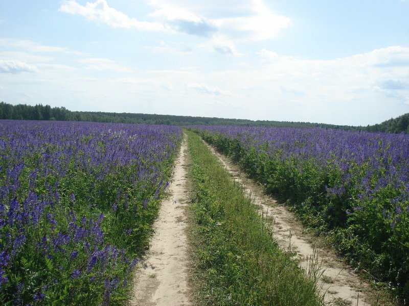 Сидерат козлятник