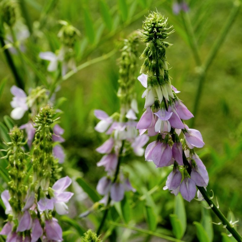 Galega officinalis 'Alba'