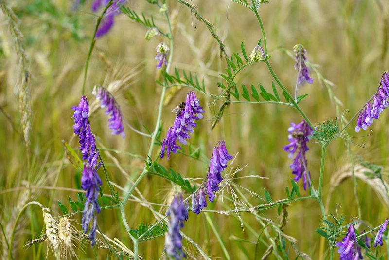 Козлятник Восточный (galega orientalis)