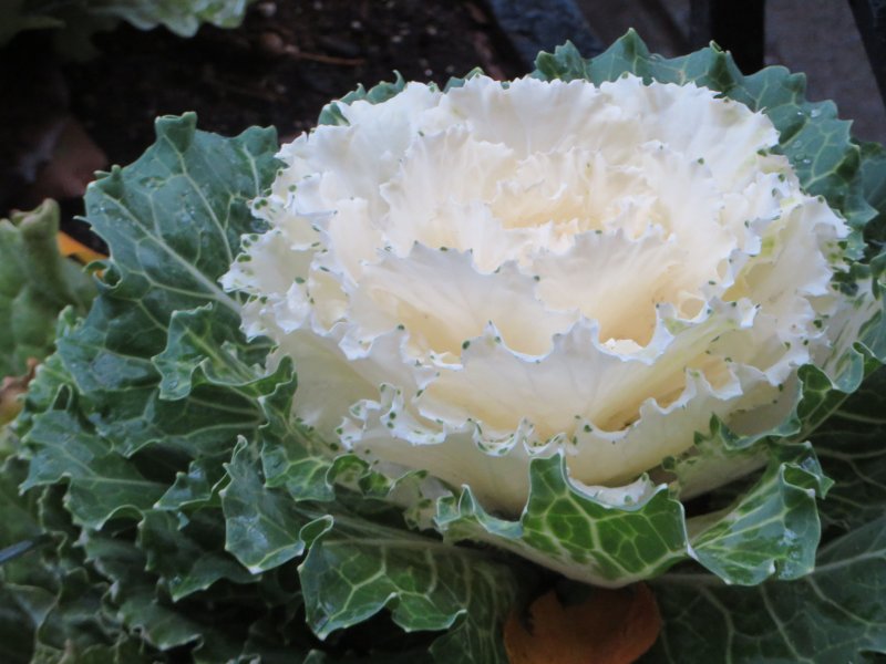 Kale кудрявая капуста