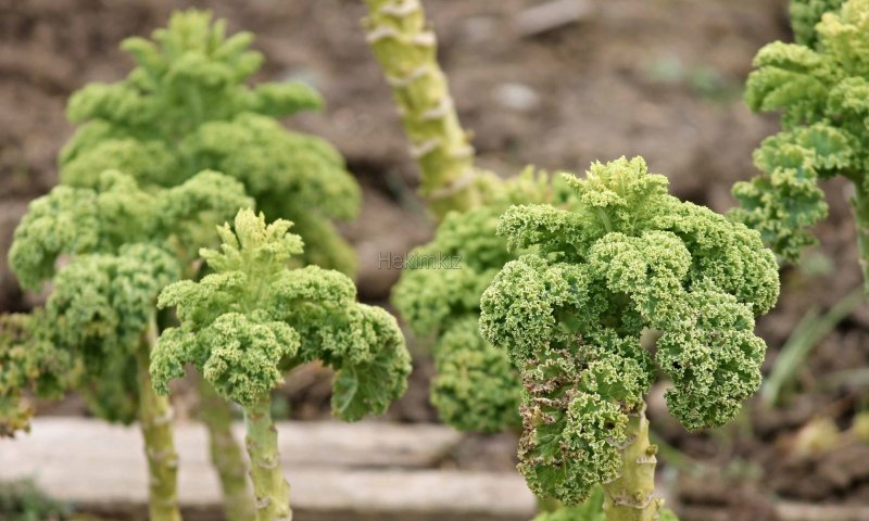 Кудрявая капуста грюнколь