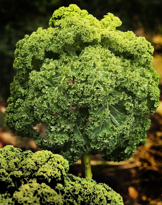 Kale кудрявая капуста