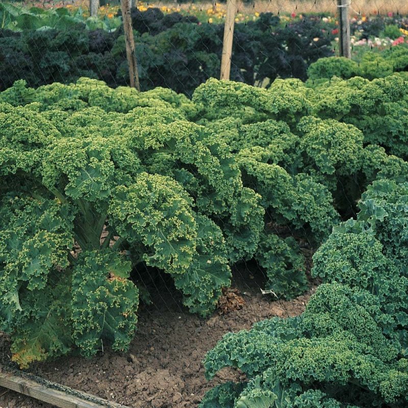 Капуста кудрявая Кейл