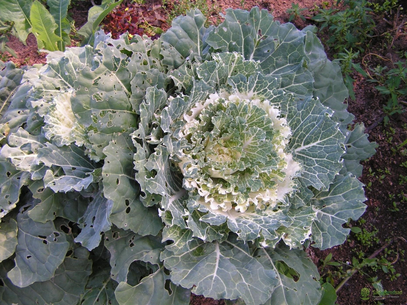 Kale кудрявая капуста