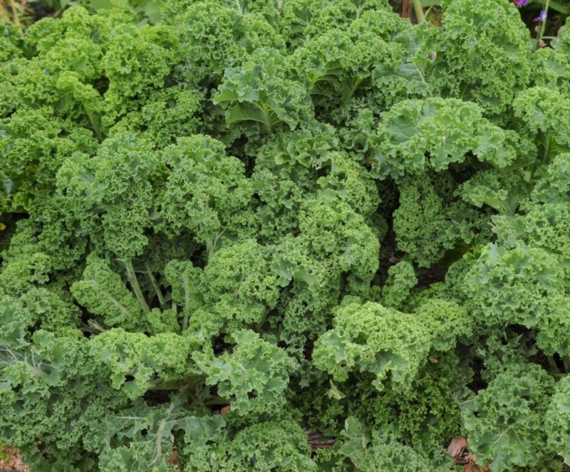 Капуста кудрявая Кейл