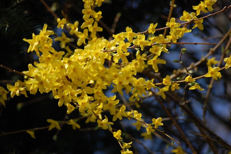 Форзиция европейская — Forsythia europaea