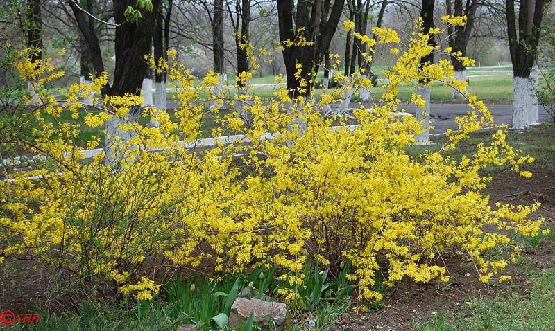 Tannerella Forsythia