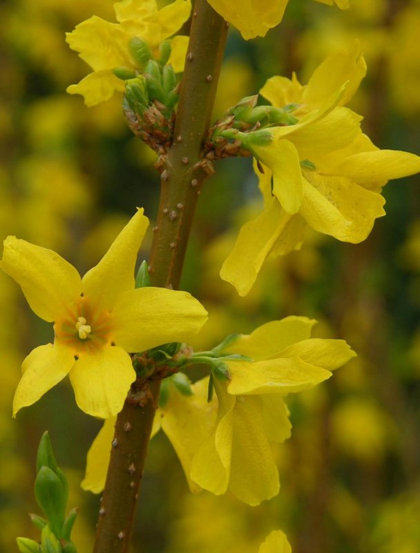 Forsythia Intermedia (форзиция промежуточная) 'Goldzauber'