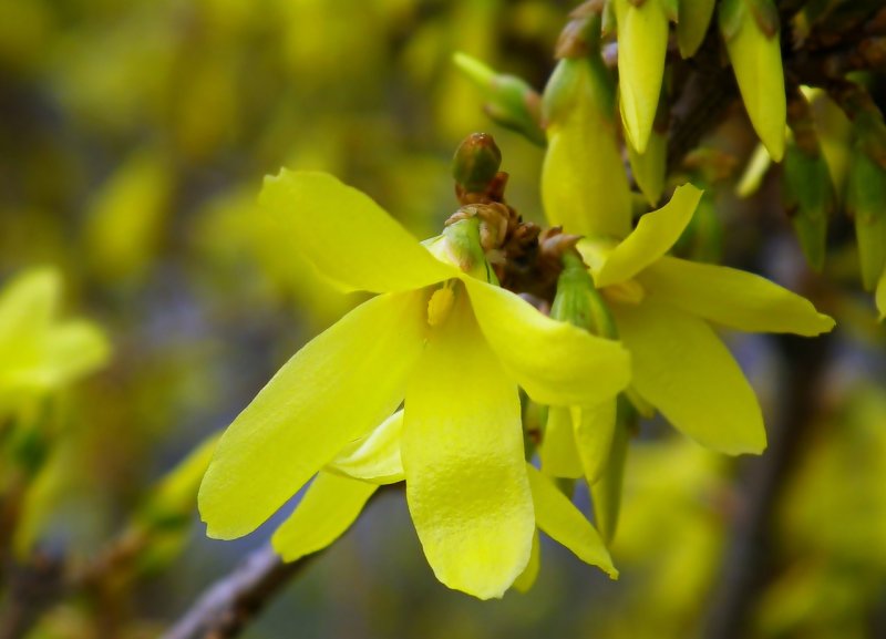 Форзиция (Forsythia)