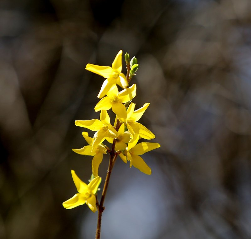 Форзиция европейская — Forsythia europaea