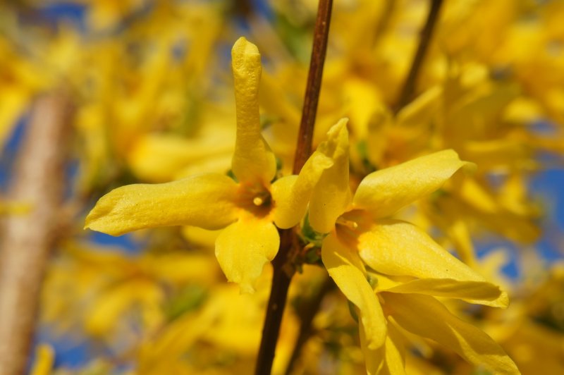 Форзиция пониклая "Forsythia suspensa"