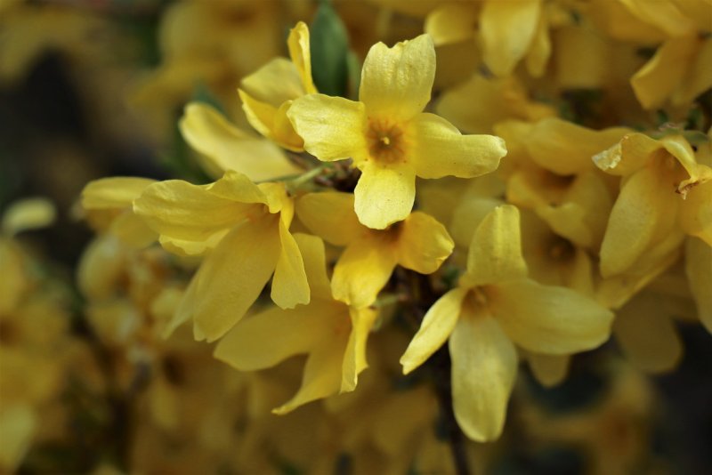 Forsythia дерево