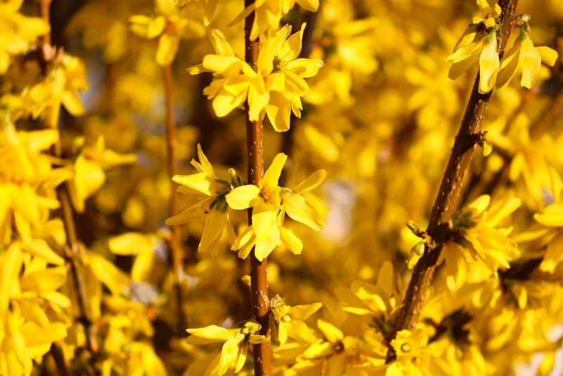 Форзиция (Forsythia)