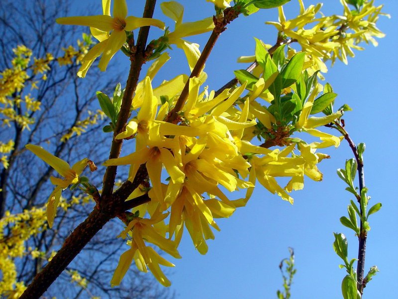 Форзиция (Forsythia)