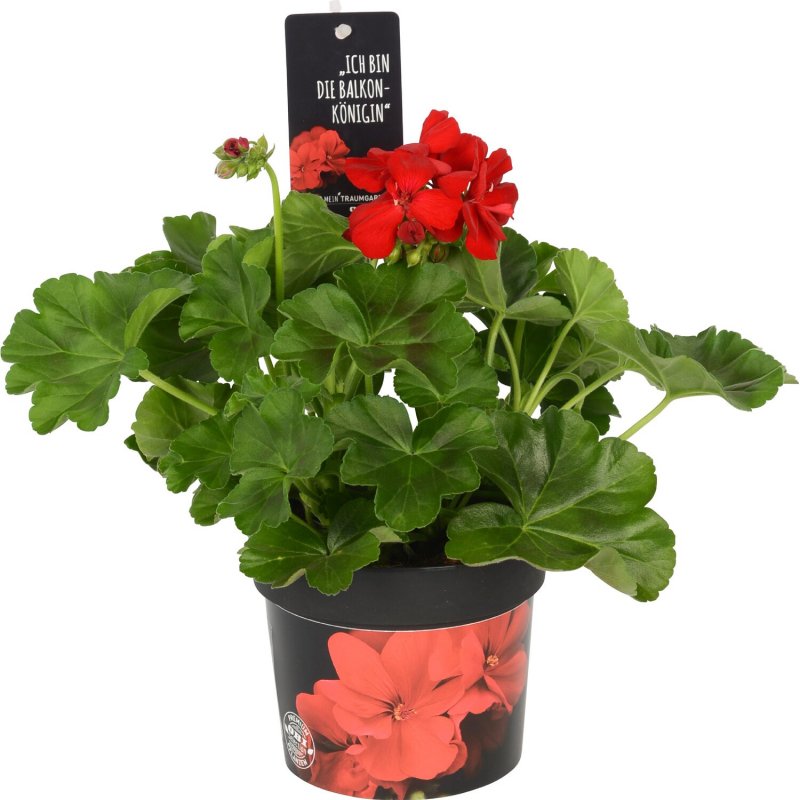 Пеларгония Calliope Dark Red