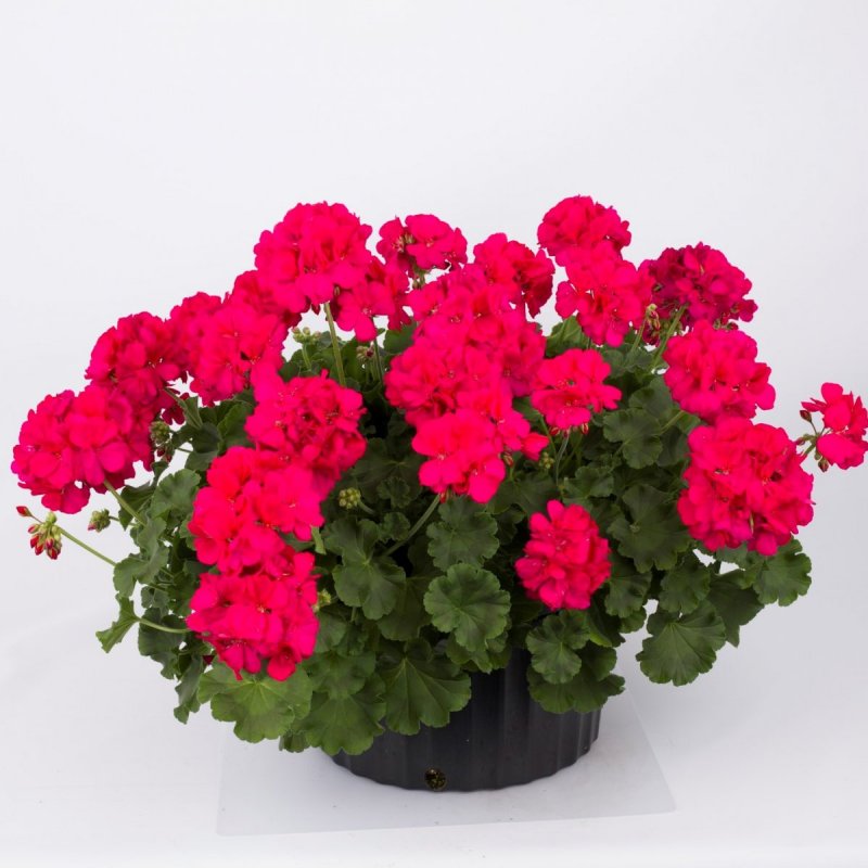 Пеларгония межвидовая twoinone Dark Red