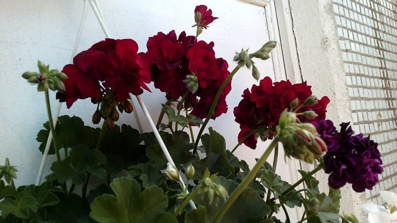 Пеларгония Calliope Dark Red