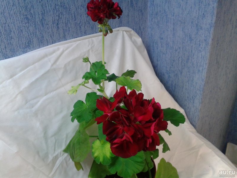 Пеларгония гибридная 'Calliope Dark Red' -