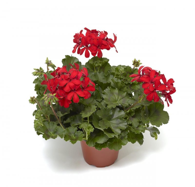 Герань Calliope Dark Red